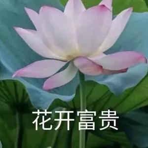 花开富贵～