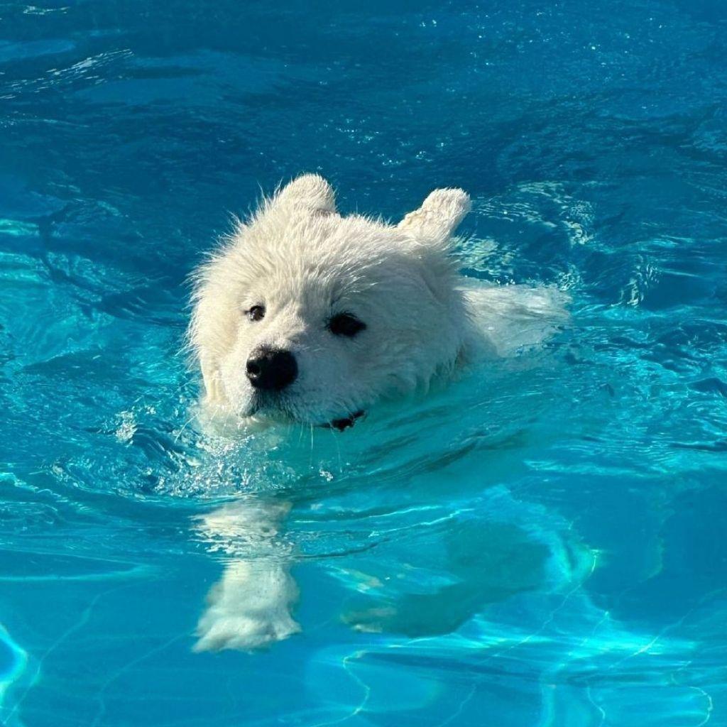 飞洋游泳健身罗教练