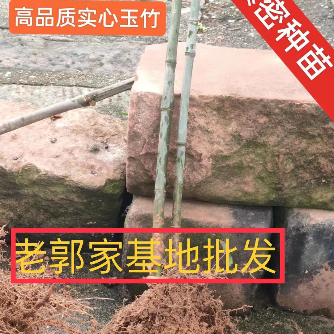 老郭家实心玉竹【助力三农】