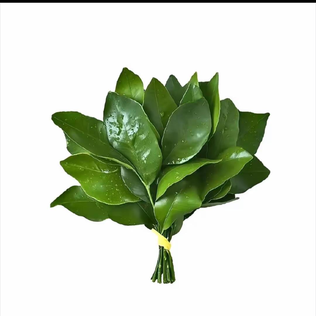 一只富贵狸