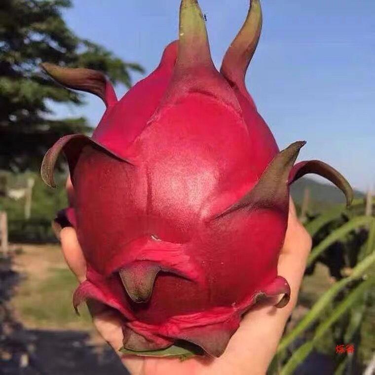 南方佳果