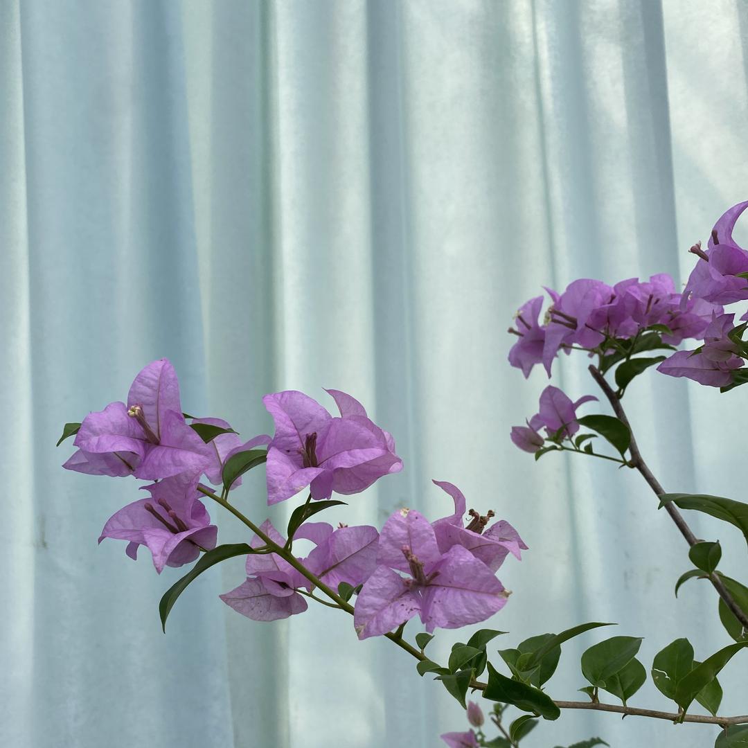 木港花卉优品
