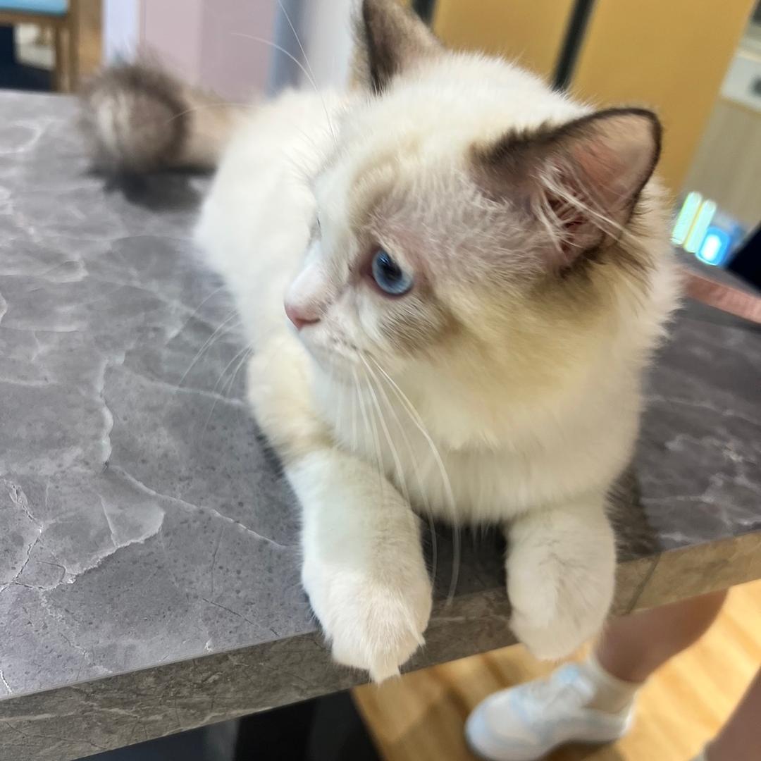 🌈满满🐱小布偶