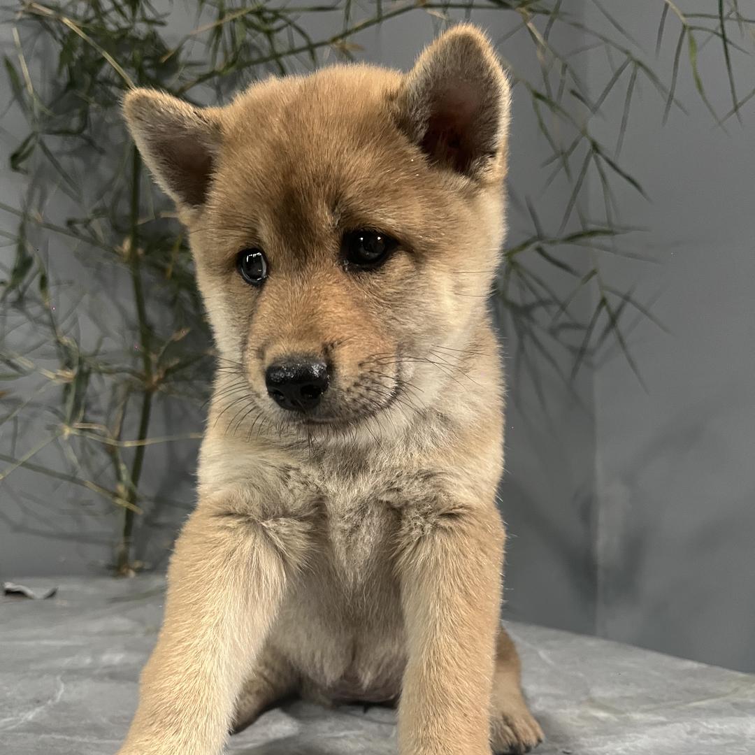 广西小蓝哥（田园犬）