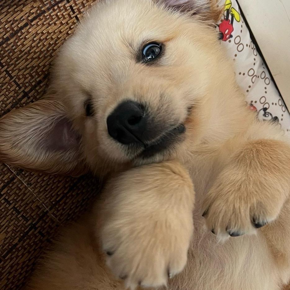 麦冬是一只金毛