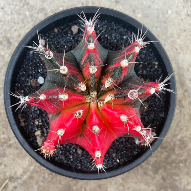 黑妹花卉