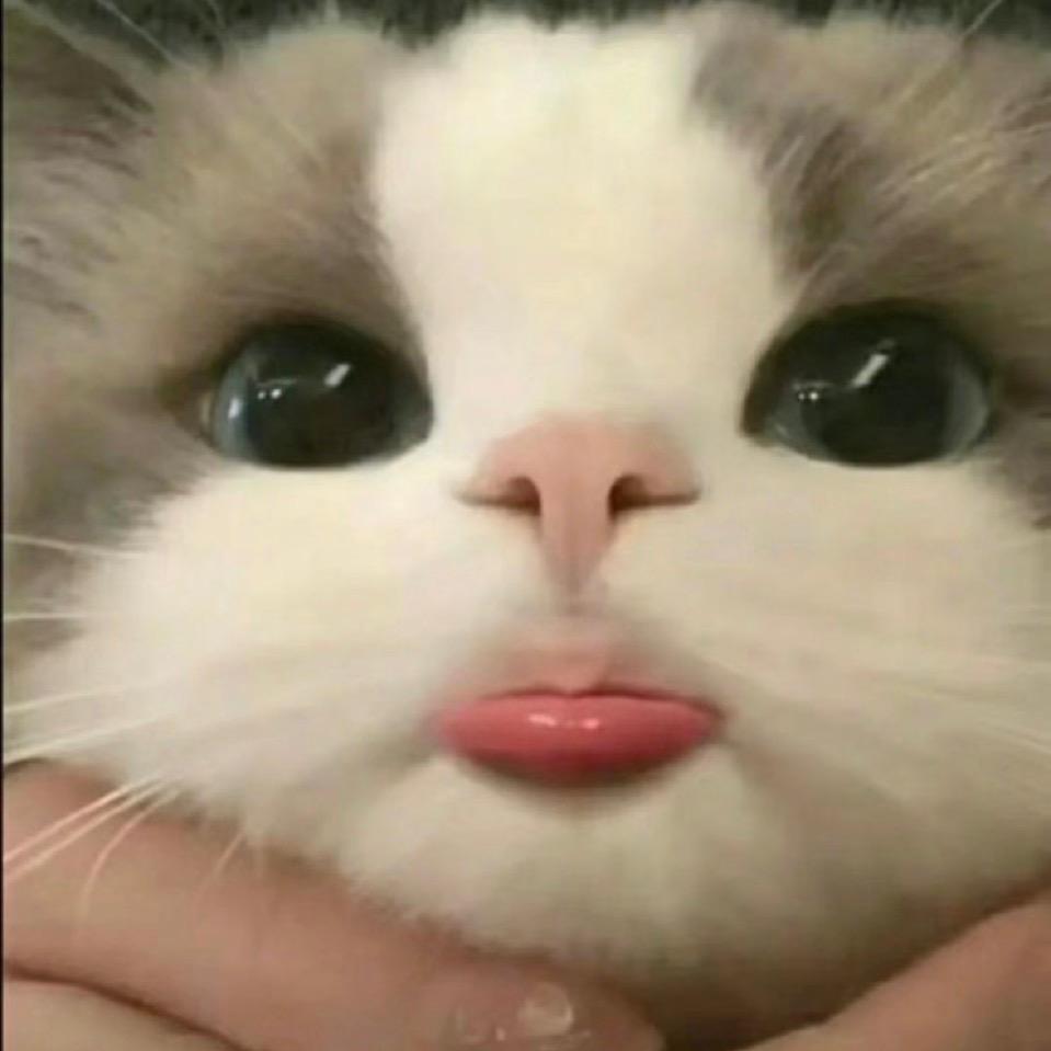 ©️😺