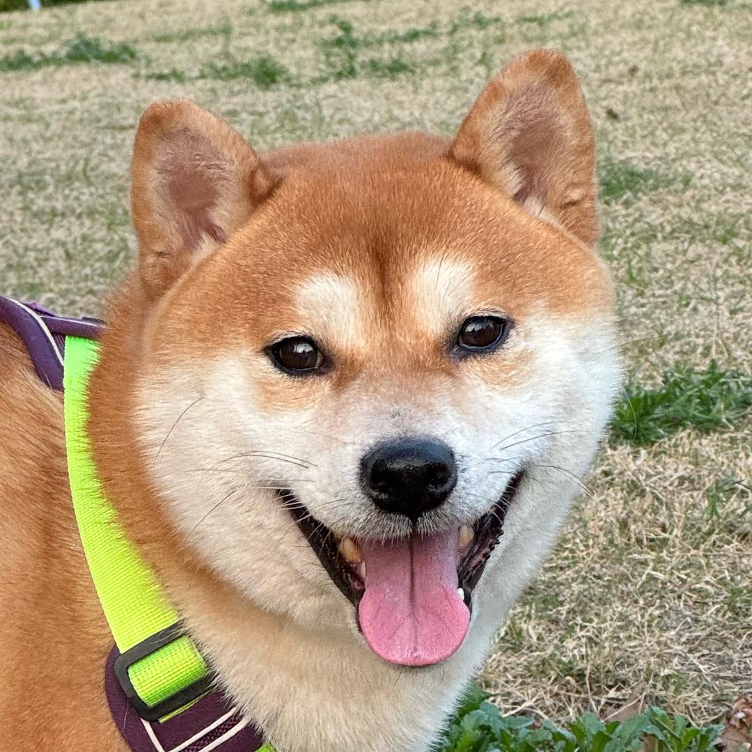 发柴元宝