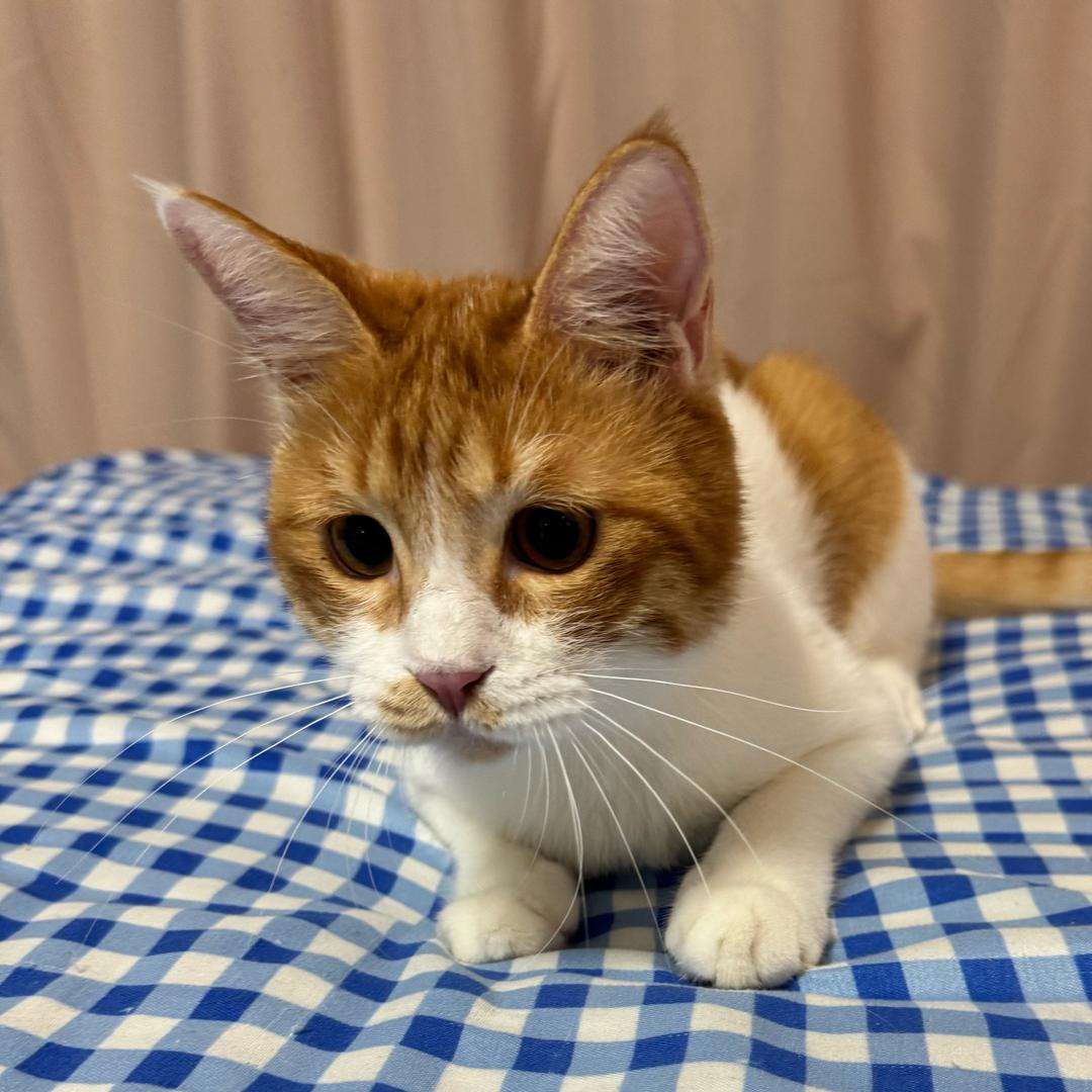 布丁是只猫