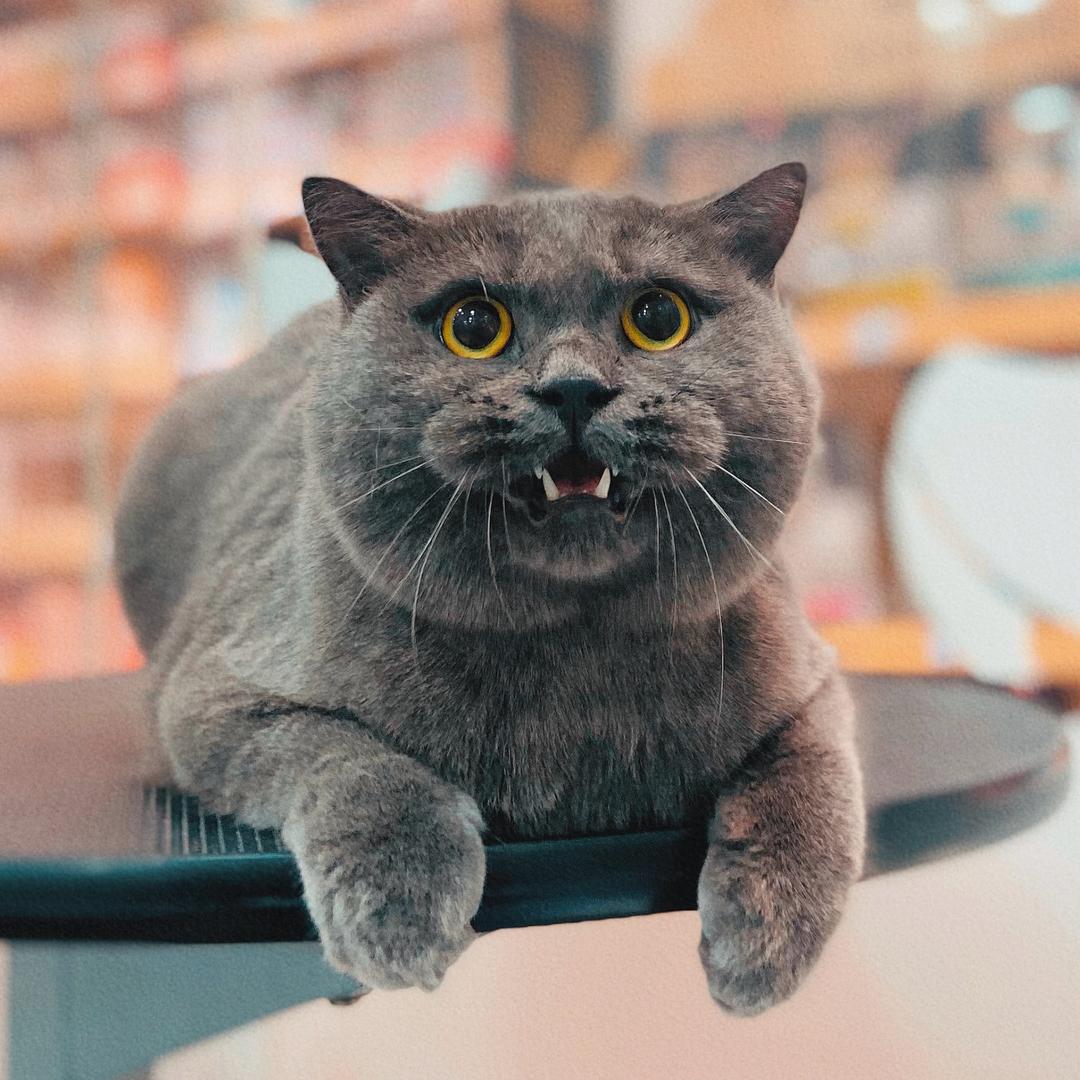 一只小七喵