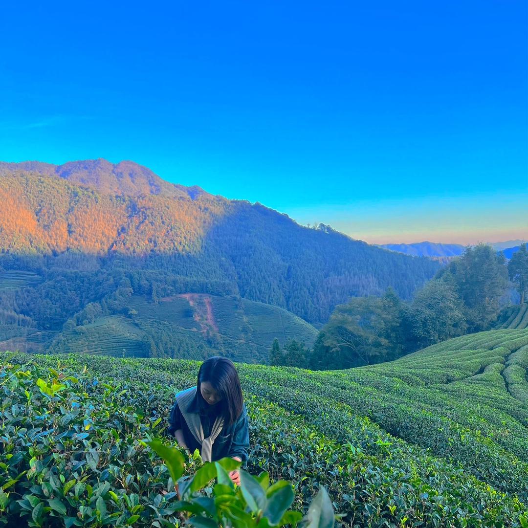 小姨哈岩茶