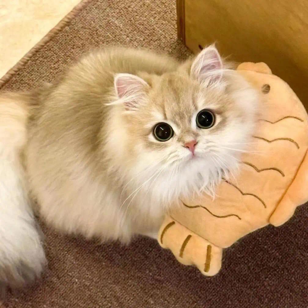 皮卡丘