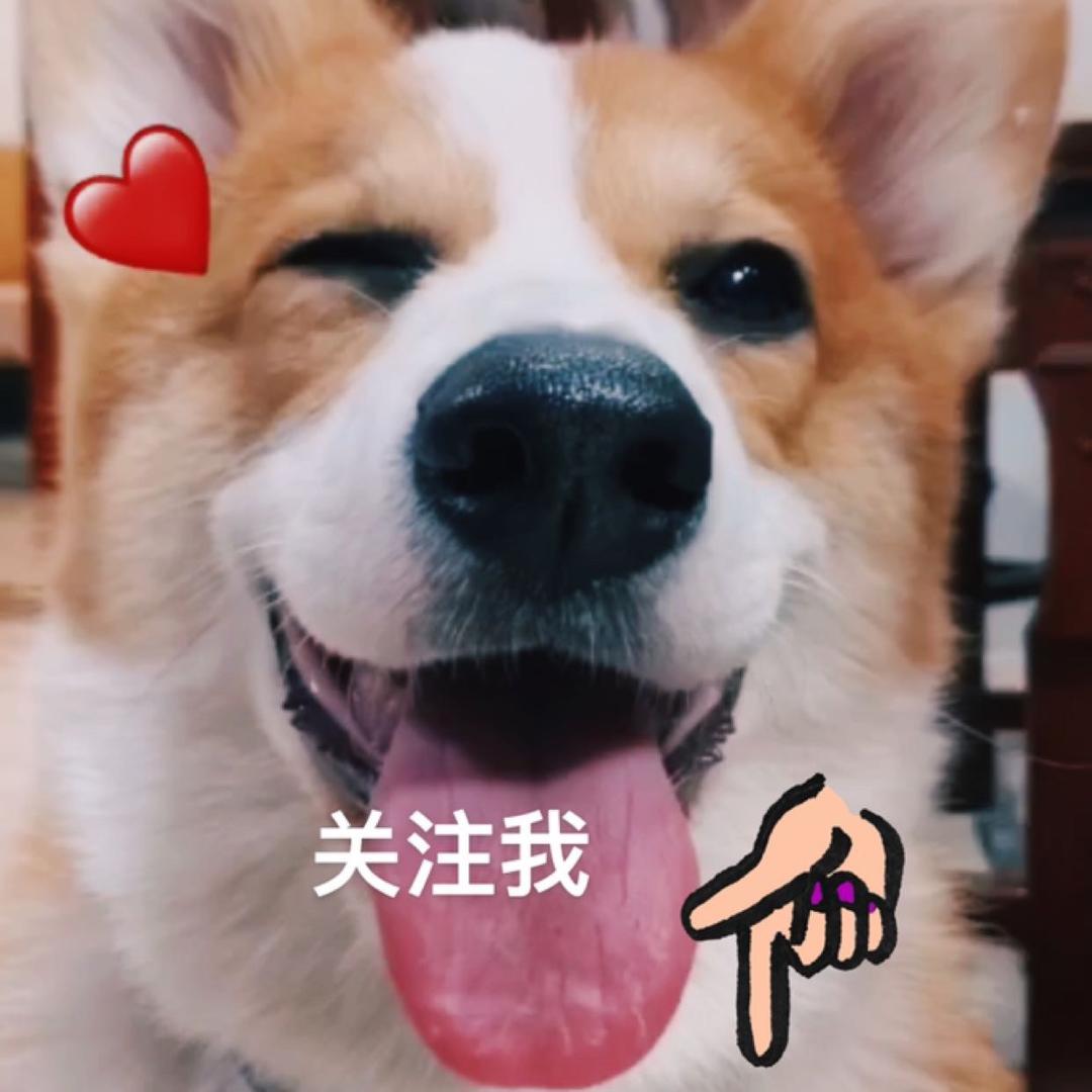 阿福柯基犬舍