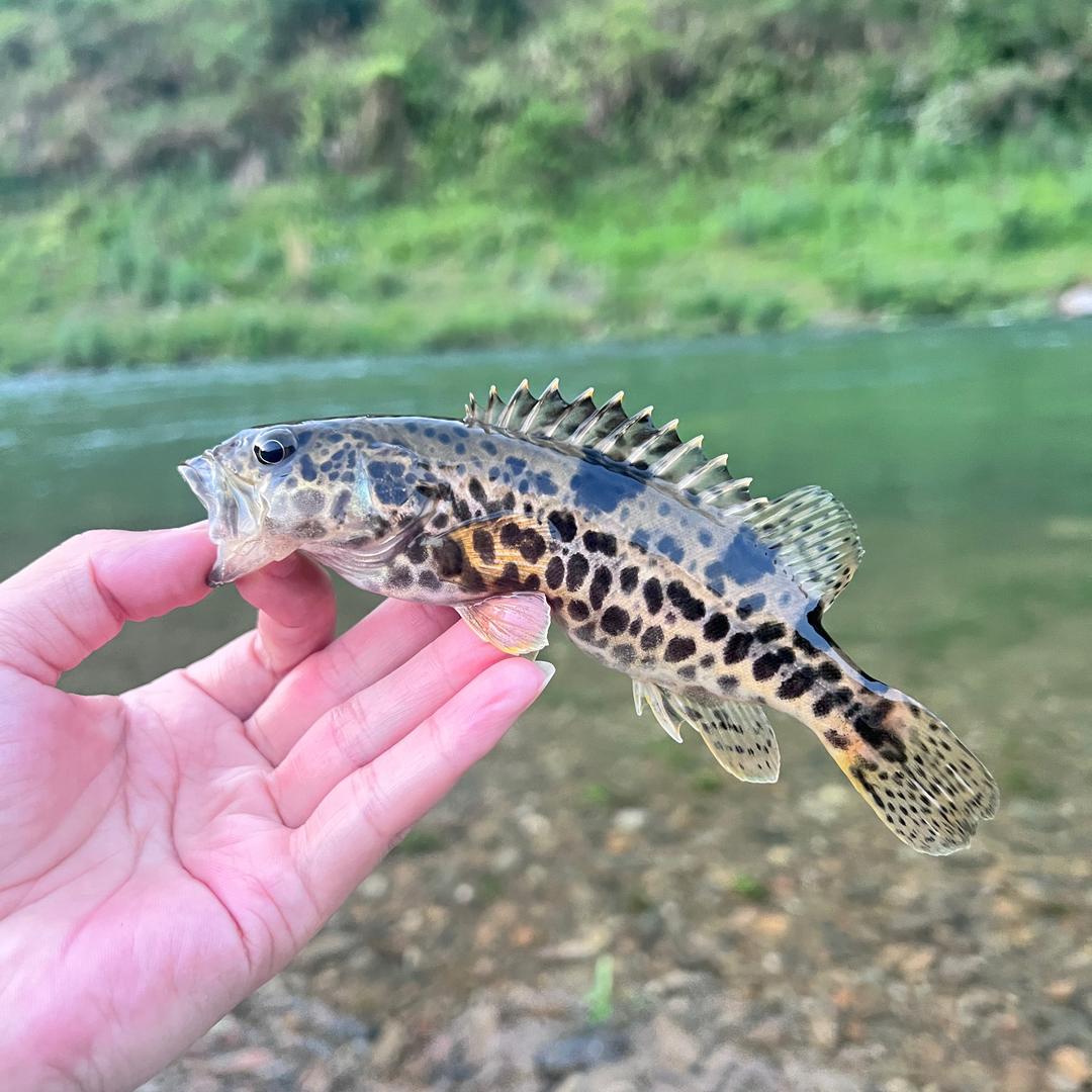 鲨鱼辣椒