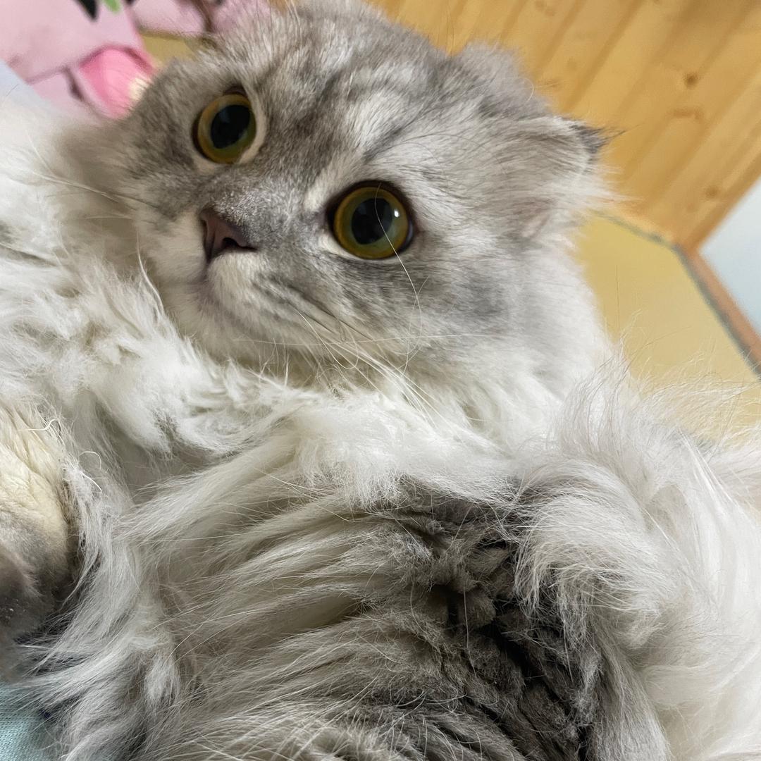 せこう