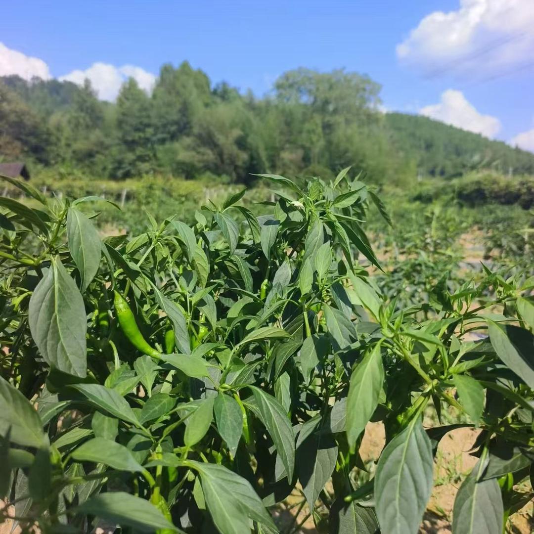 土家山货