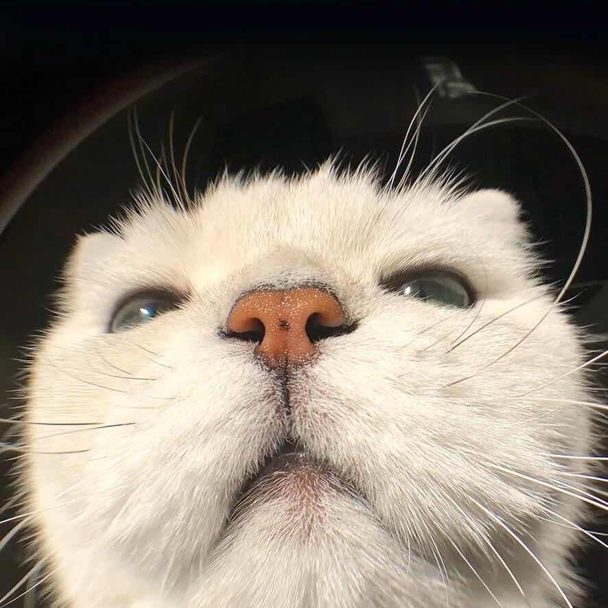 喵孩儿