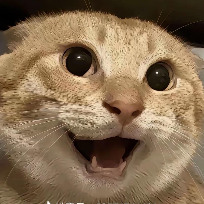 哈基米哦南北绿豆