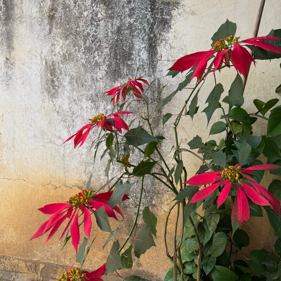 芭蕉已经枯萎