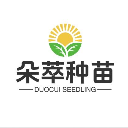 昆明朵萃花卉种苗