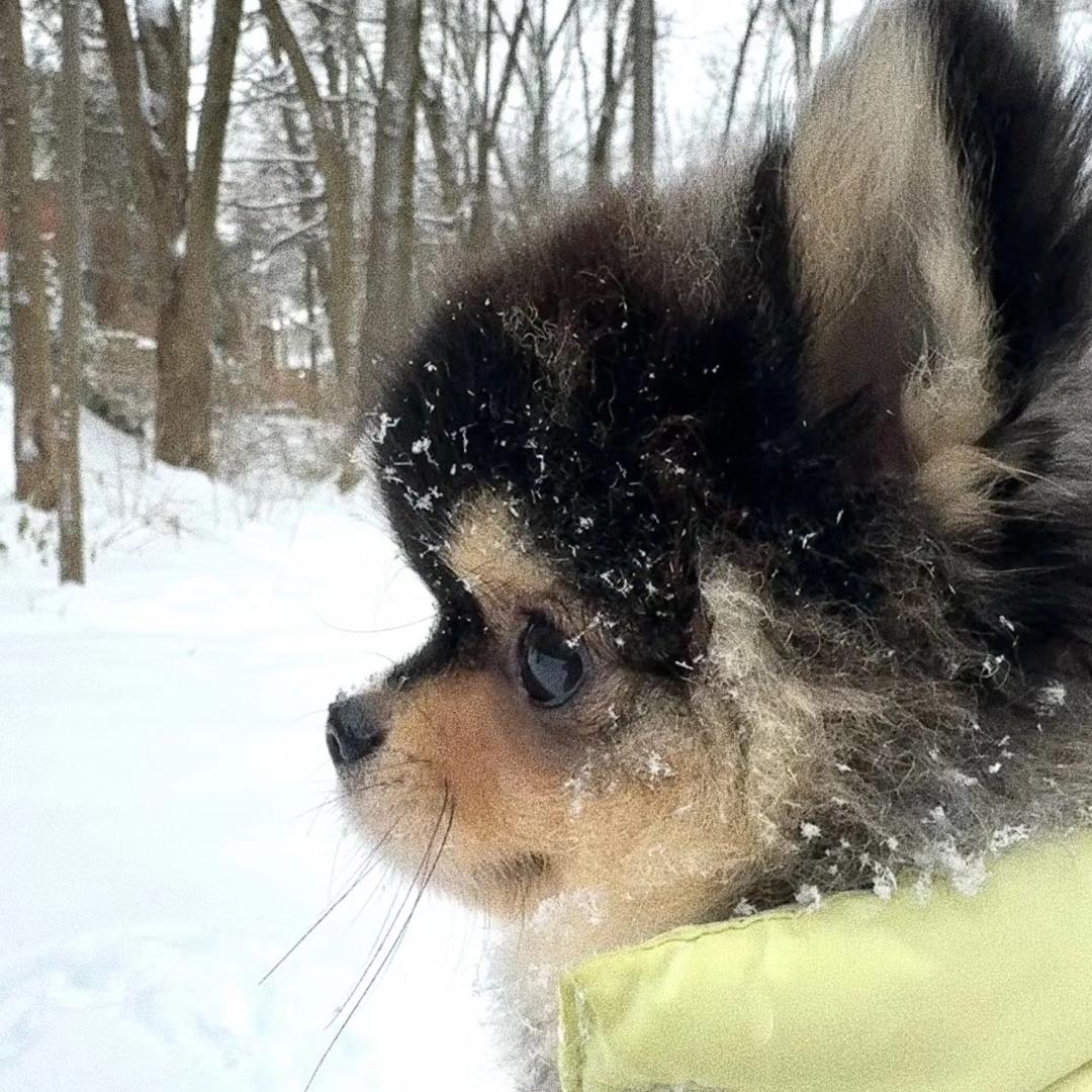 🐶西瓜西子
