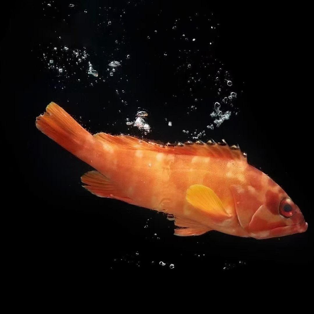 长风破浪
