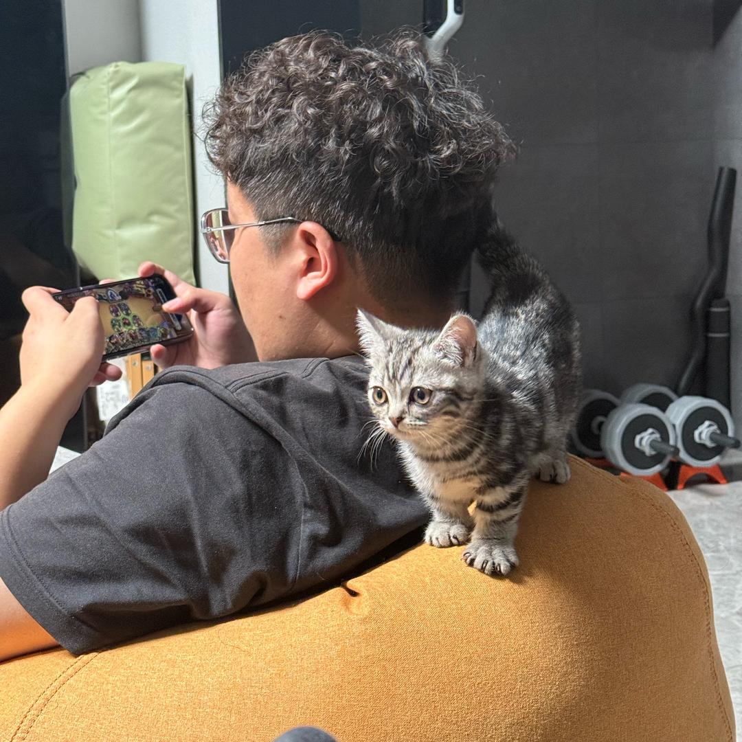 芬达是只猫（三角洲行动）