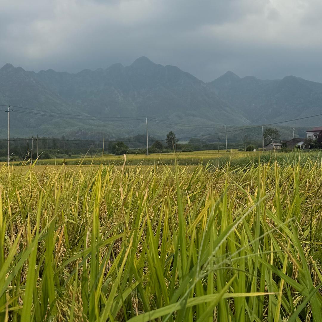 会修古筝的木匠