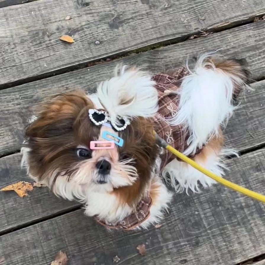 🌈泡🌈芙**的成长日记