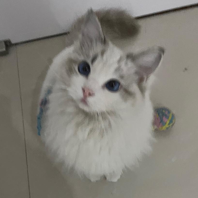 猫咪