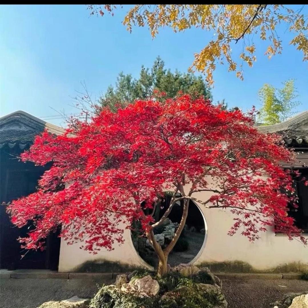 武汉市硚口区远燕然种业店（个人独资）企业店