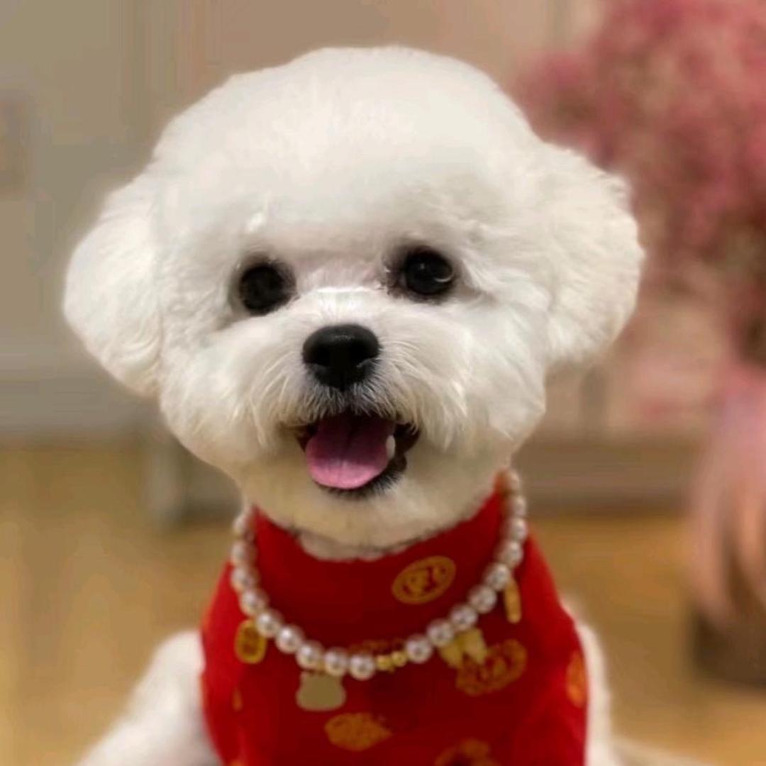 悠然是比熊yoyo@抖音