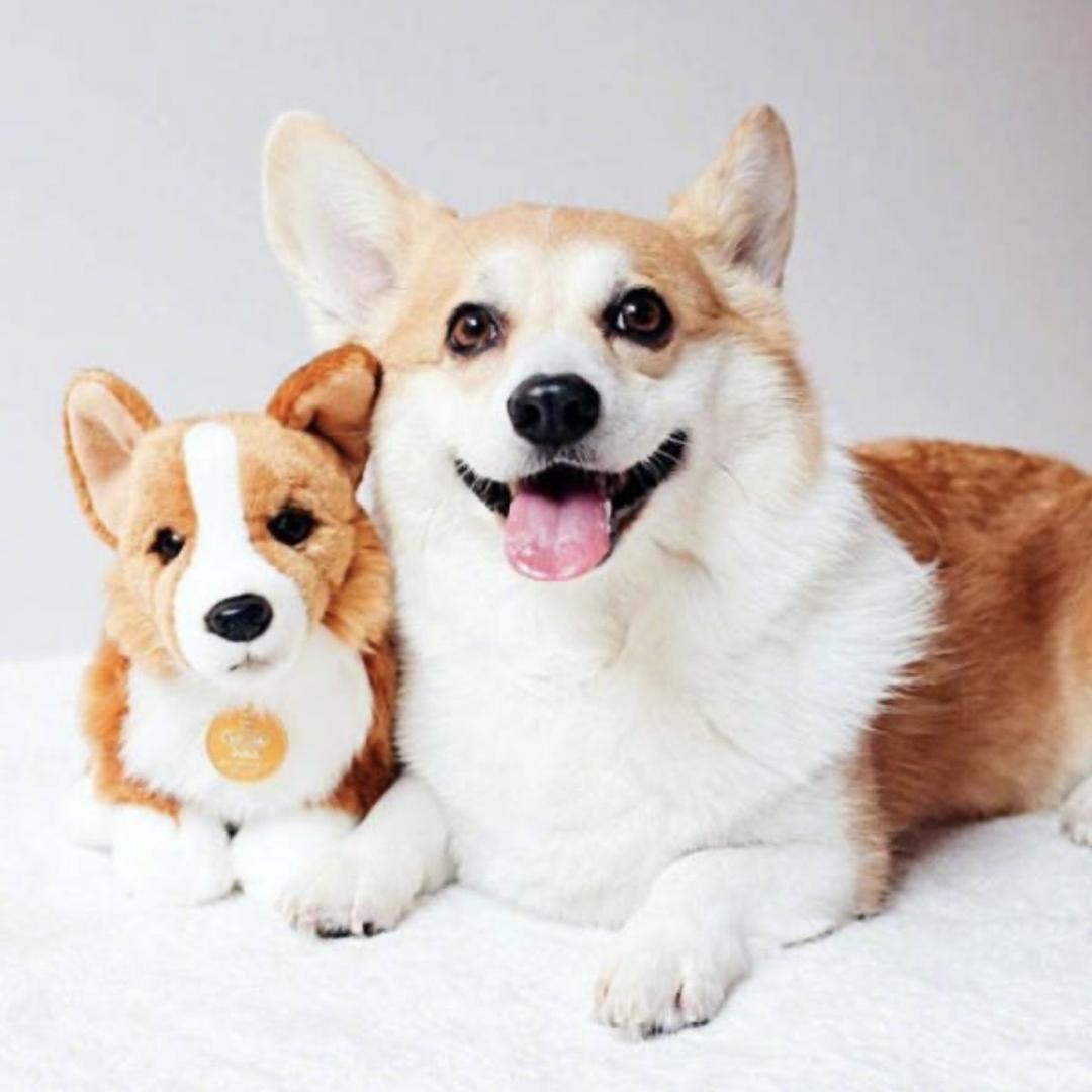 阿超宠物用品店