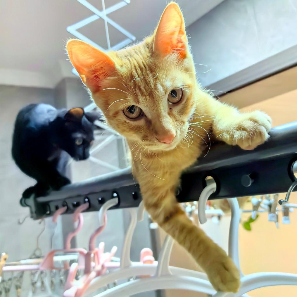 猫不是