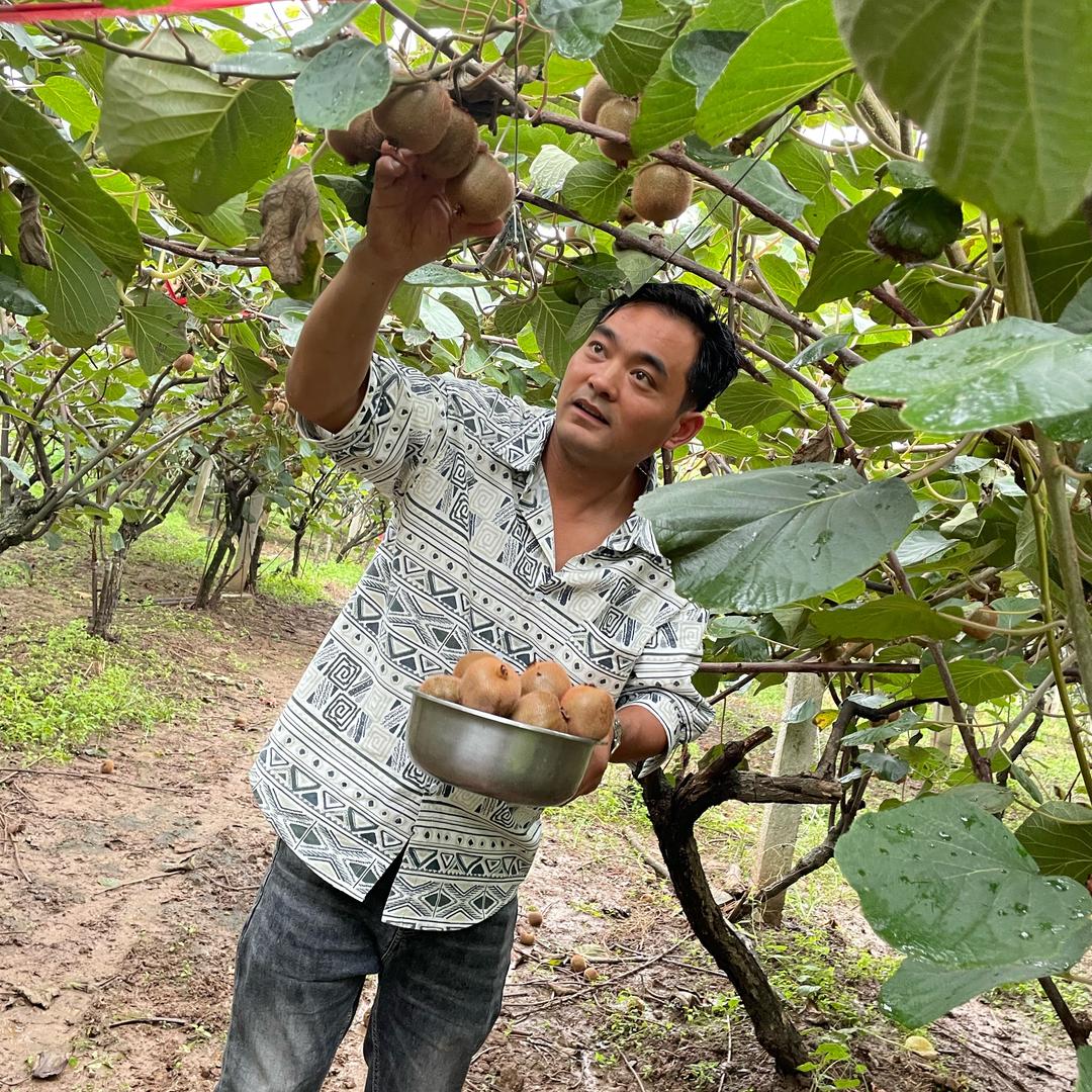 秦果源猕猴桃供应链