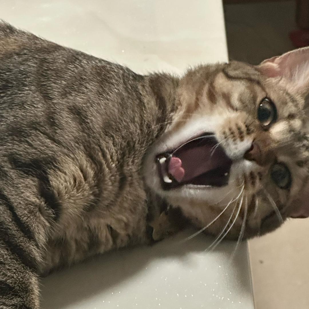 事事皆顺❤️