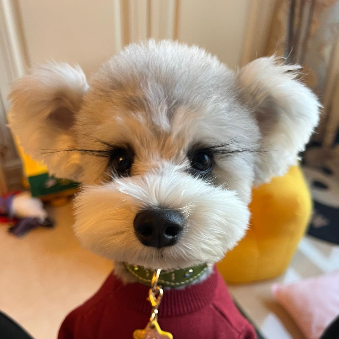是汤圆鸭