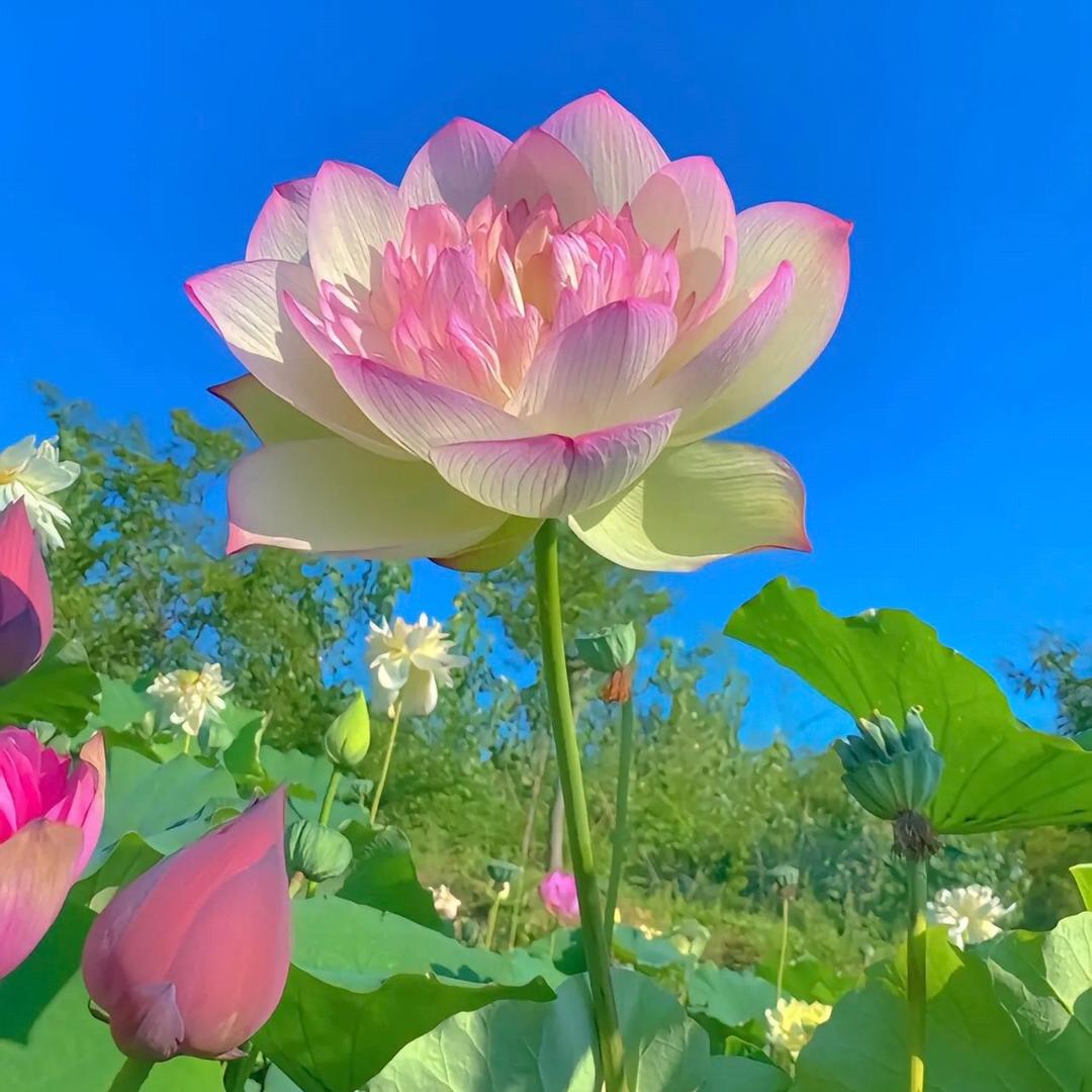 弘成居士