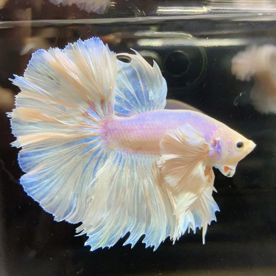 小阿妹斗鱼水族