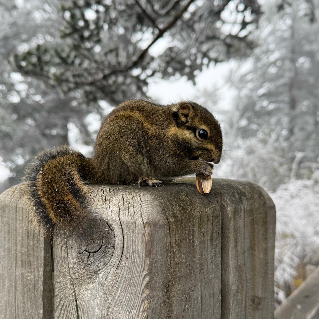 🐭¹⁹₉₆鄒℘࿐