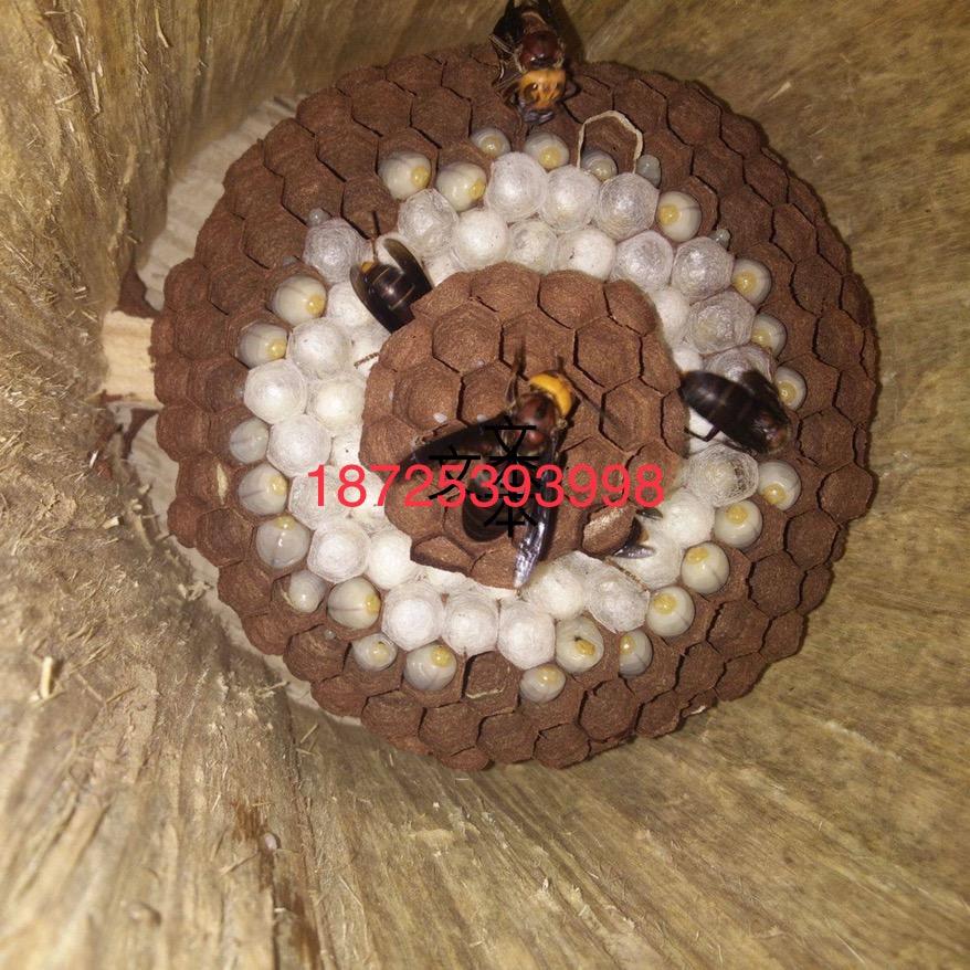 腾冲市五合乡鼎盛胡蜂养殖