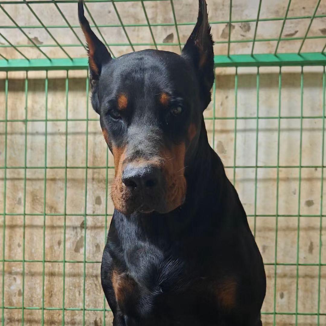 迷途犬舍——王龙