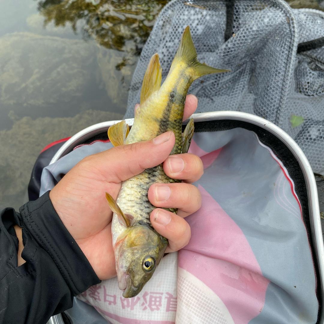 勇敢的人先钓鱼