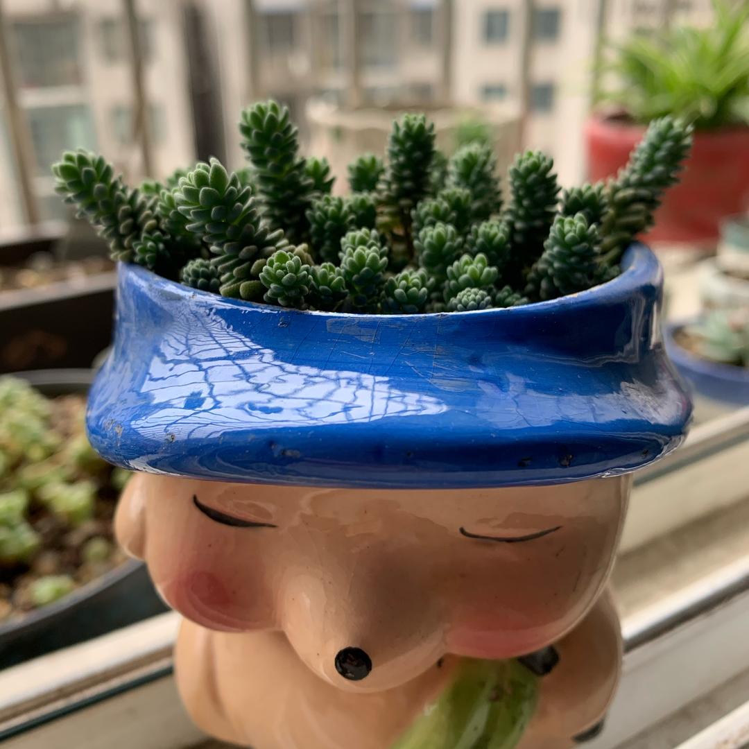 妥妥琦