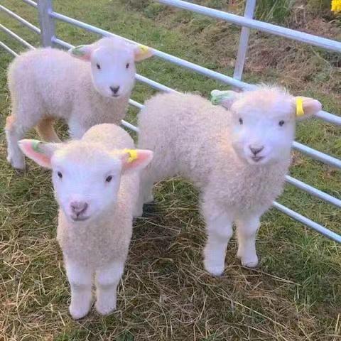 三个羊🐑🐑🐑