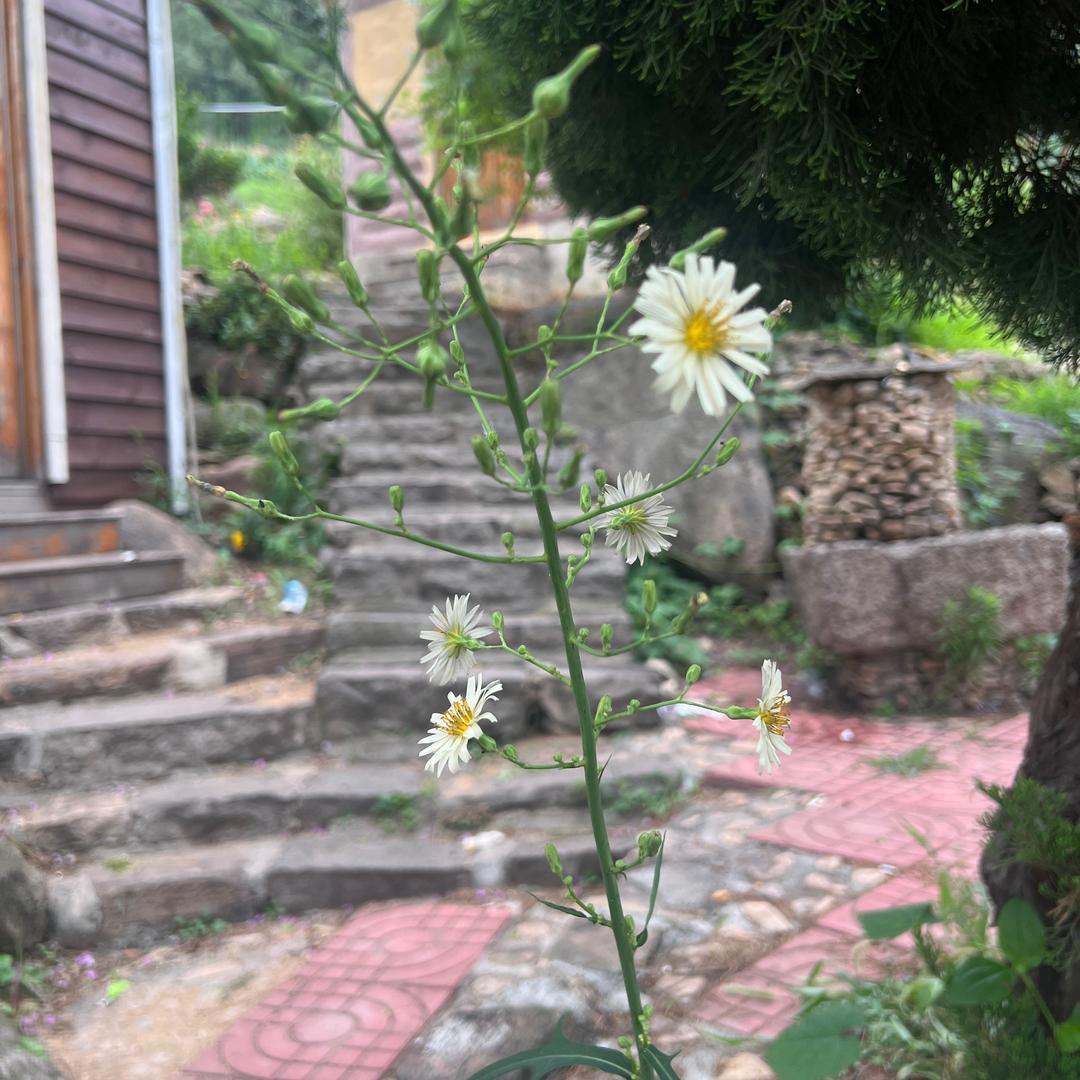 向日葵🌻