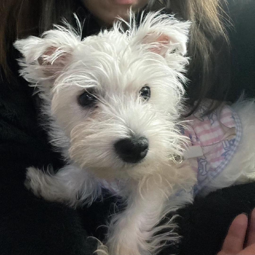 爱吃榴莲蛋黄酥（减脂版）