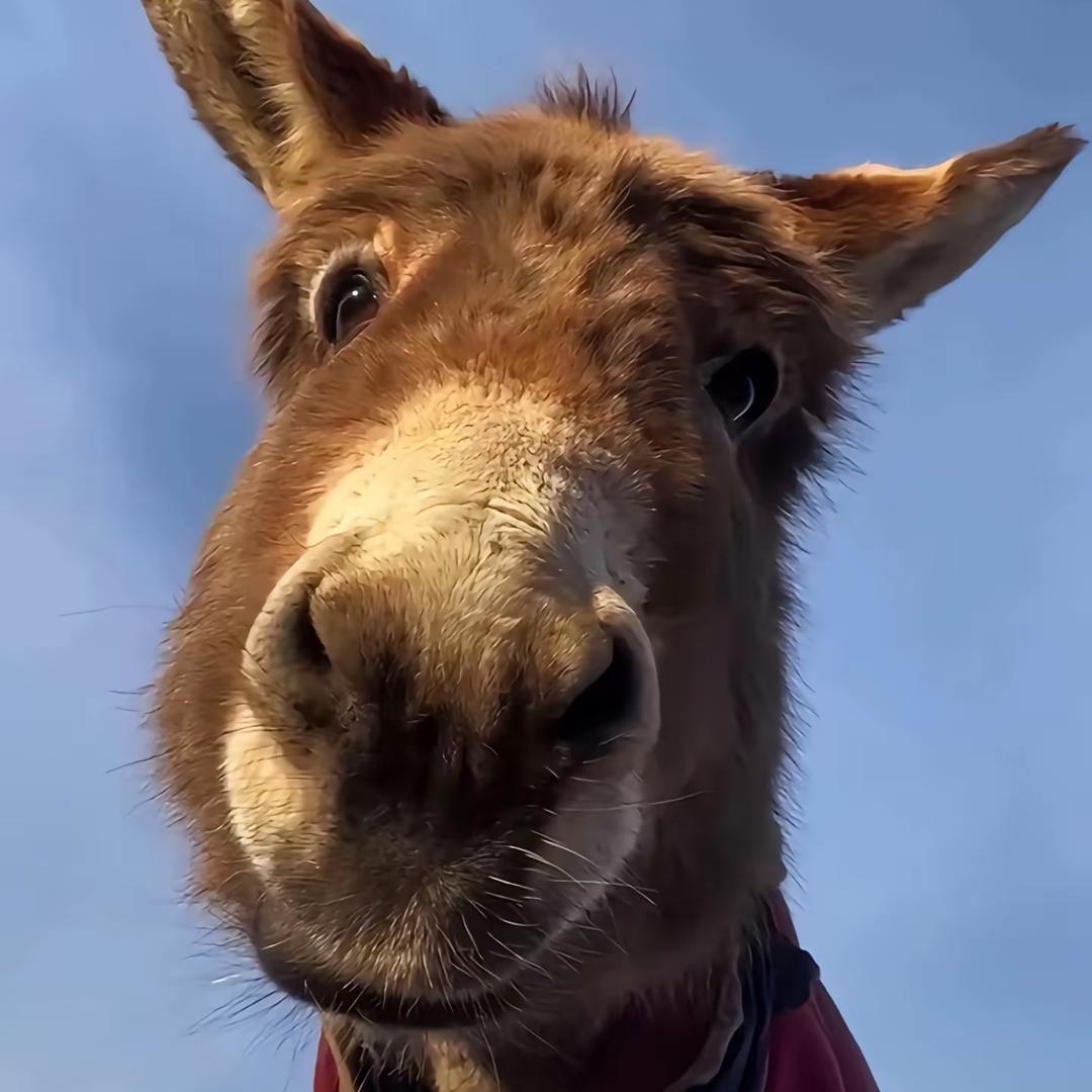 睡前小故事🫏小驴