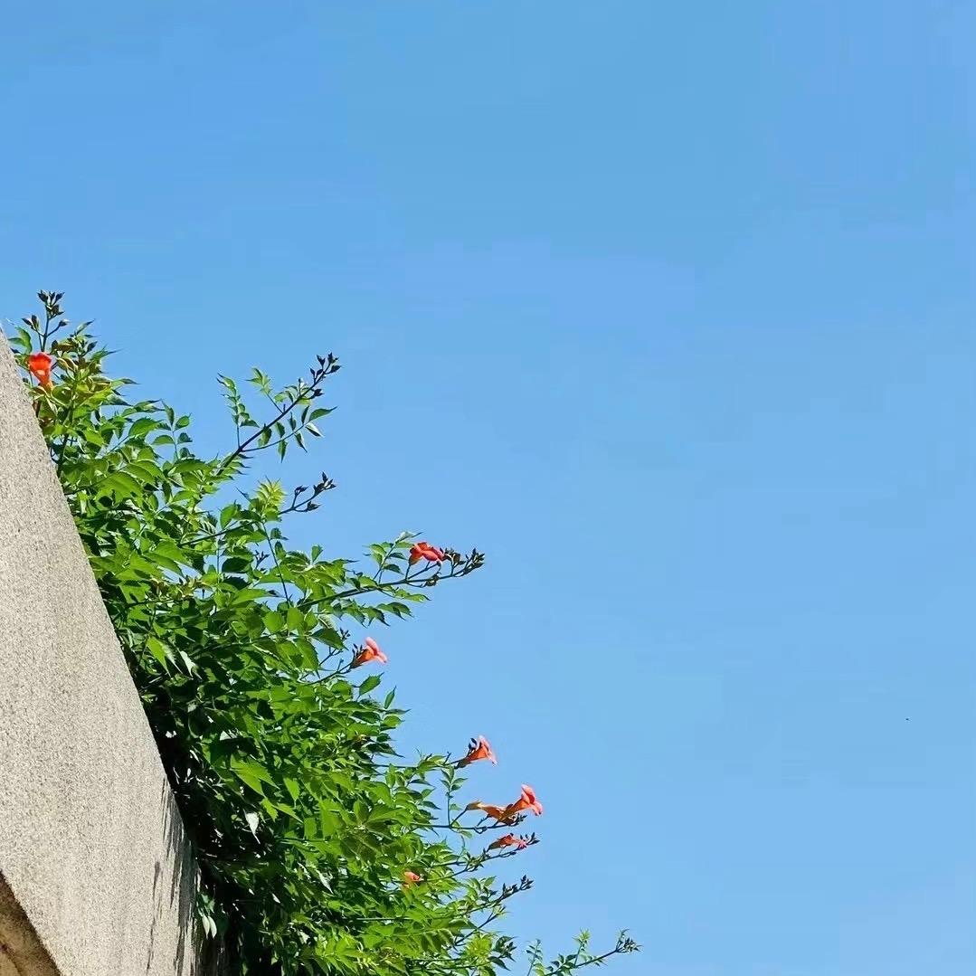 尚宸