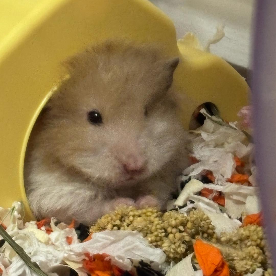 鼠鼠我呀😶